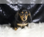 Small Photo #5 Dachshund Puppy For Sale in WARSAW, IN, USA