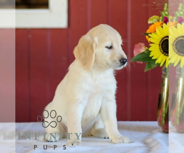 Medium Photo #3 Golden Retriever Puppy For Sale in MANHEIM, PA, USA