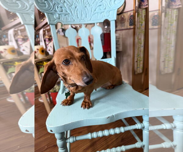 Medium Photo #2 Dachshund Puppy For Sale in Sioux Falls, SD, USA