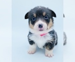 Small Photo #1 Pembroke Welsh Corgi Puppy For Sale in PRINEVILLE, OR, USA
