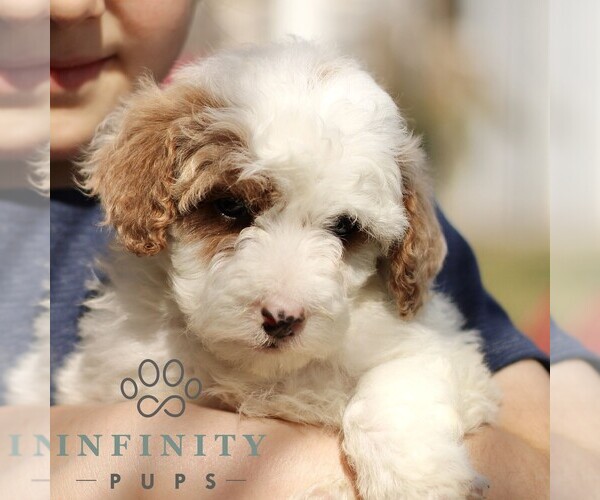 Medium Photo #4 Goldendoodle (Miniature) Puppy For Sale in EPHRATA, PA, USA