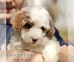 Small #3 Goldendoodle (Miniature)