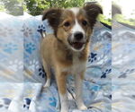 Small #2 Mutt