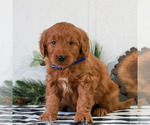 Small Goldendoodle