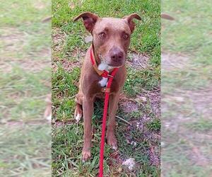 American Staffordshire Terrier Dogs for adoption in Fort Lauderdale, FL, USA