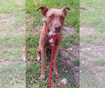 Small American Staffordshire Terrier
