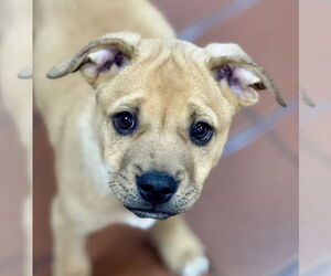 Labrador Retriever-Unknown Mix Dogs for adoption in Jefferson, NJ, USA