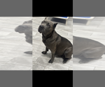 Small Photo #6 Cane Corso Puppy For Sale in MEMPHIS, TN, USA