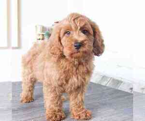 Goldendoodle (Miniature) Puppy for sale in RED LION, PA, USA