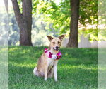 Small #3 Siberian Husky Mix