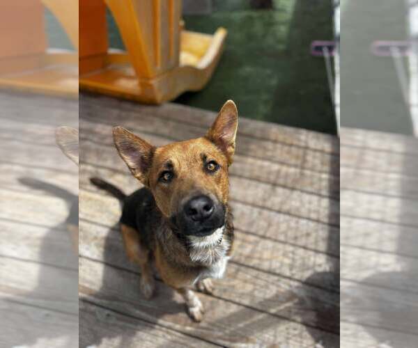 Medium Photo #3 Mutt Puppy For Sale in Coralville, IA, USA