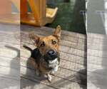 Small #2 Mutt