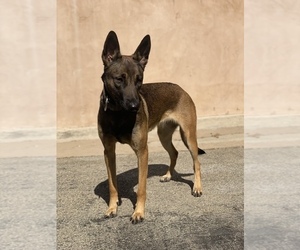 Belgian Malinois Puppy for sale in VAN NUYS, CA, USA