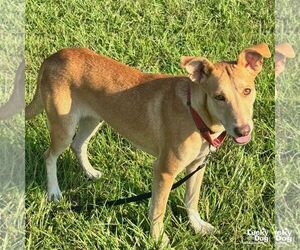 Mutt Dogs for adoption in Washington, DC, USA