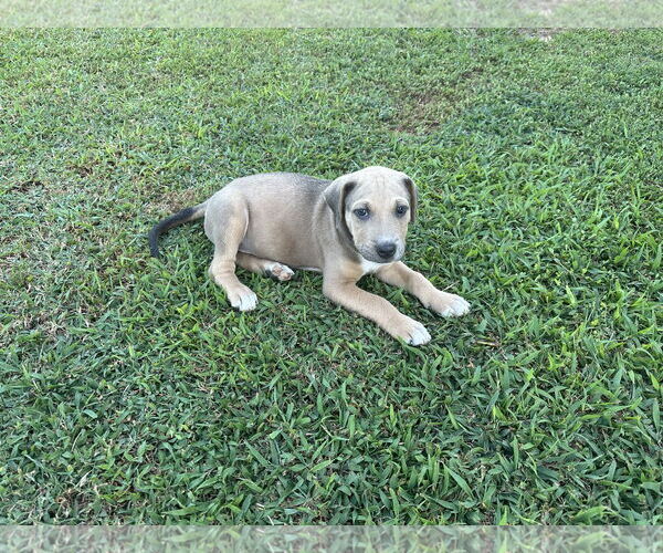 Medium Photo #5 Labrador Retriever-Unknown Mix Puppy For Sale in Garner, NC, USA
