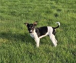 Puppy Mitch Rat Terrier