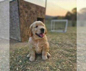 Golden Retriever Puppy for sale in LOWER SALEM, OH, USA