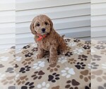 Small Photo #4 Cockapoo Puppy For Sale in DUNNVILLE, KY, USA