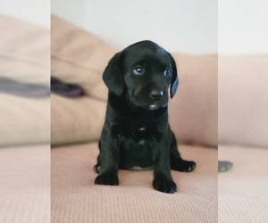 Labbe Puppy for sale in APPOMATTOX, VA, USA