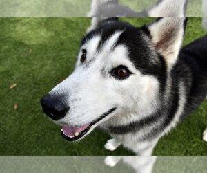 King - Male Siberian Husky Dog for Adoption - Photo #5