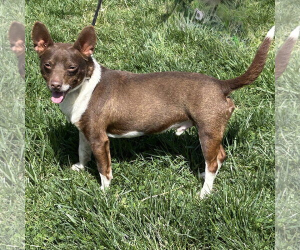 Medium Photo #2 Chiweenie Puppy For Sale in Batavia, OH, USA