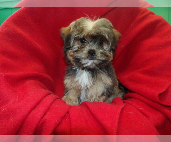 Medium Photo #2 Shorkie Tzu Puppy For Sale in PATERSON, NJ, USA