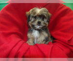 Small #1 Shorkie Tzu