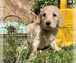 Small Photo #8 Golden Retriever-Goldendoodle Mix Puppy For Sale in LEICESTER, NC, USA