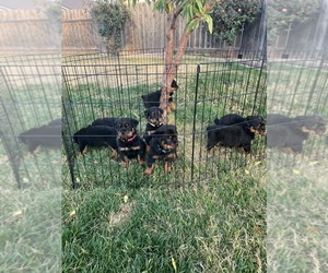 Rottweiler Puppy for sale in SALIDA, CA, USA