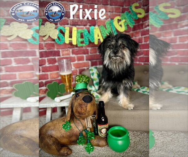 Medium Photo #7 Havanese-Unknown Mix Puppy For Sale in Arcadia, FL, USA