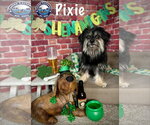 Small #6 Havanese Mix