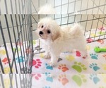 Small #7 Maltipoo (Toy)