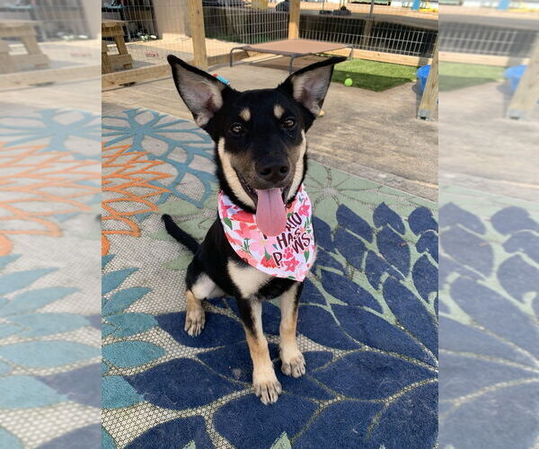 Medium Photo #5 Mutt Puppy For Sale in San Leon, TX, USA