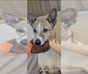 ELLIE AND BRIAR - Female Australian Shepherd-Unknown Mix Dog for Adoption - Photo #2
