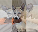 Small Photo #2 Australian Shepherd-Unknown Mix Puppy For Sale in Chandler, AZ, USA
