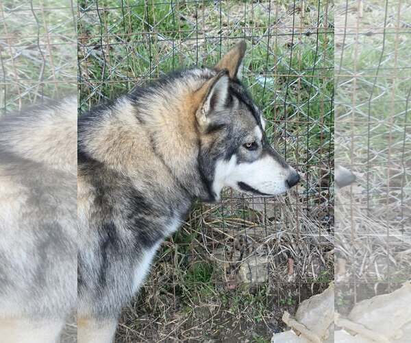 Medium Photo #2 Siberian Husky-Unknown Mix Puppy For Sale in Scottsboro, AL, USA