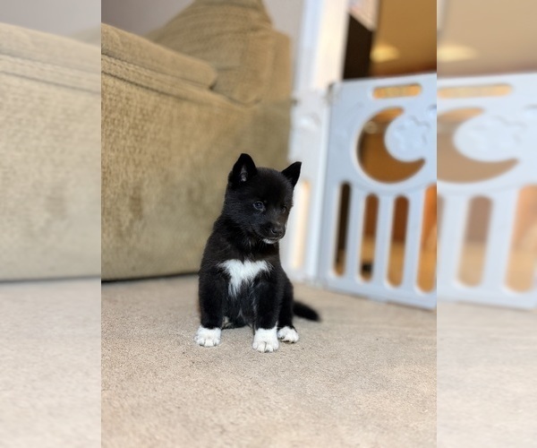 Medium Photo #1 Siberian Husky Puppy For Sale in HEMET, CA, USA