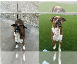 LUCY #16 - Female Boxer-Unknown Mix Dog for Adoption - Photo #2