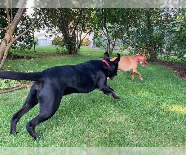Medium Photo #27 American Pit Bull Terrier-Blue Lacy Mix Puppy For Sale in Rockaway, NJ, USA