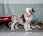 Small Photo #12 Bernedoodle (Miniature) Puppy For Sale in APPLE CREEK, OH, USA