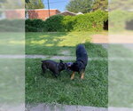 Small #5 Rottweiler Mix