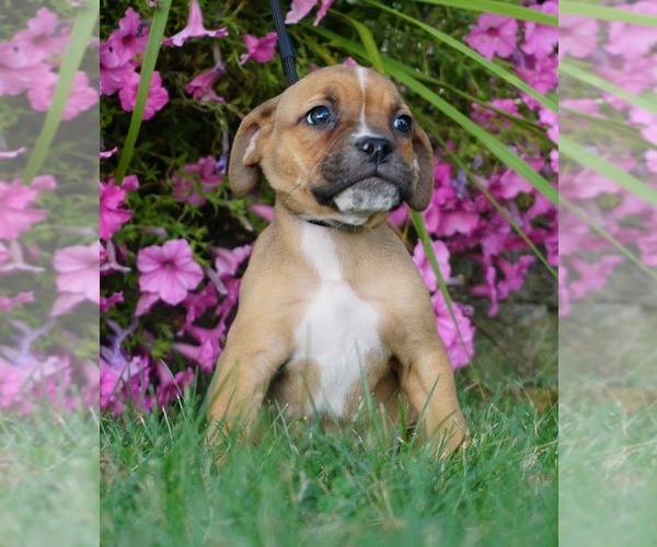 Medium Photo #5 Beagle-English Bulldog Mix Puppy For Sale in NAPPANEE, IN, USA