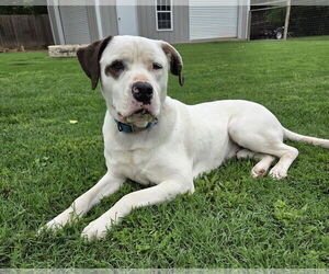 Saint Bernard-Staffordshire Bull Terrier Mix Dogs for adoption in Fort Worth, TX, USA