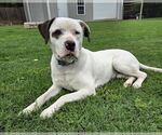 Small Saint Bernard-Staffordshire Bull Terrier Mix