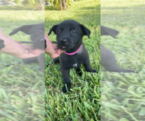 Belgian Malinois Puppy for sale in PALMHURST, TX, USA