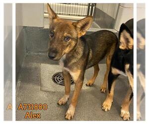 Mutt Dogs for adoption in San Antonio, TX, USA