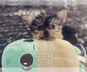 Yorkshire Terrier Puppy for sale in BERWYN, IL, USA