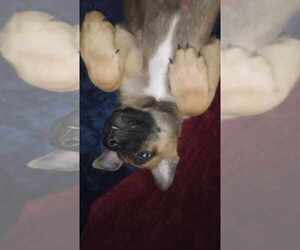 American Pit Bull Terrier-German Shepherd Dog Mix Dogs for adoption in VALDOSTA, GA, USA