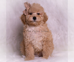 Small Photo #104 Poodle (Toy) Puppy For Sale in WARSAW, IN, USA