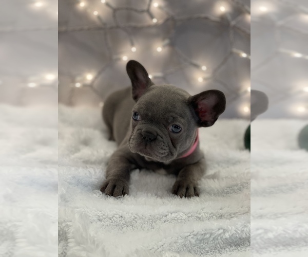 Medium Photo #9 French Bulldog Puppy For Sale in FLEMING ISLAND, FL, USA